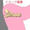 ②性器と肛門が繋がっているタイプ